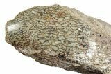 Polished Dinosaur Bone (Gembone) Section - Utah #240718-1